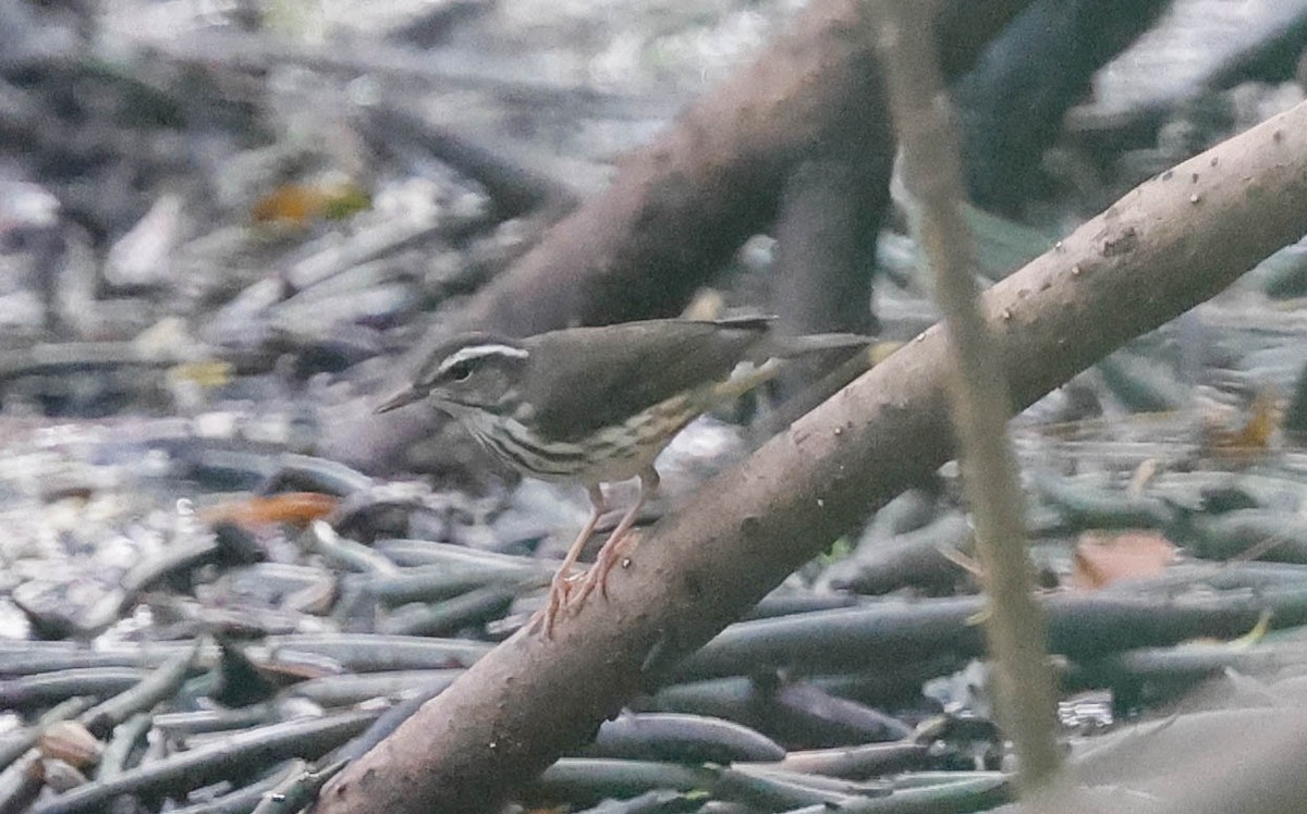 Louisiana Waterthrush - ML642606718