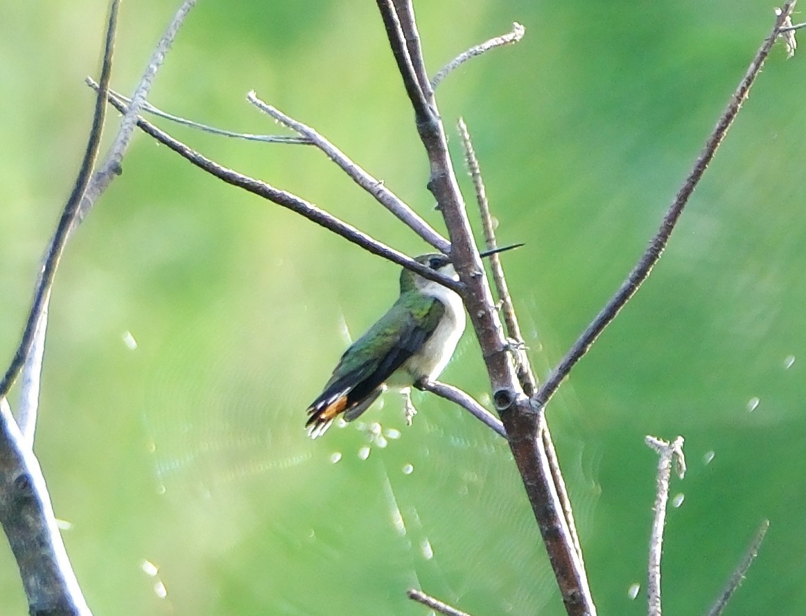 Ruby-throated Hummingbird - ML642606737