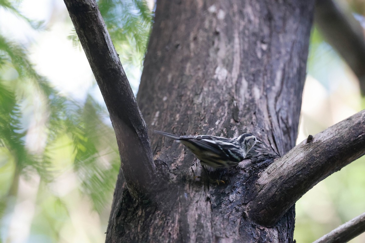 Black-and-white Warbler - ML642606744