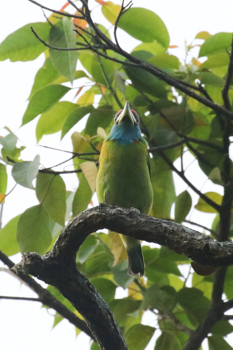 Blue-throated Barbet - ML642606745