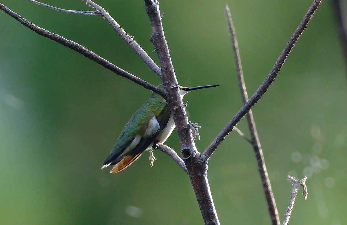 Ruby-throated Hummingbird - ML642606753