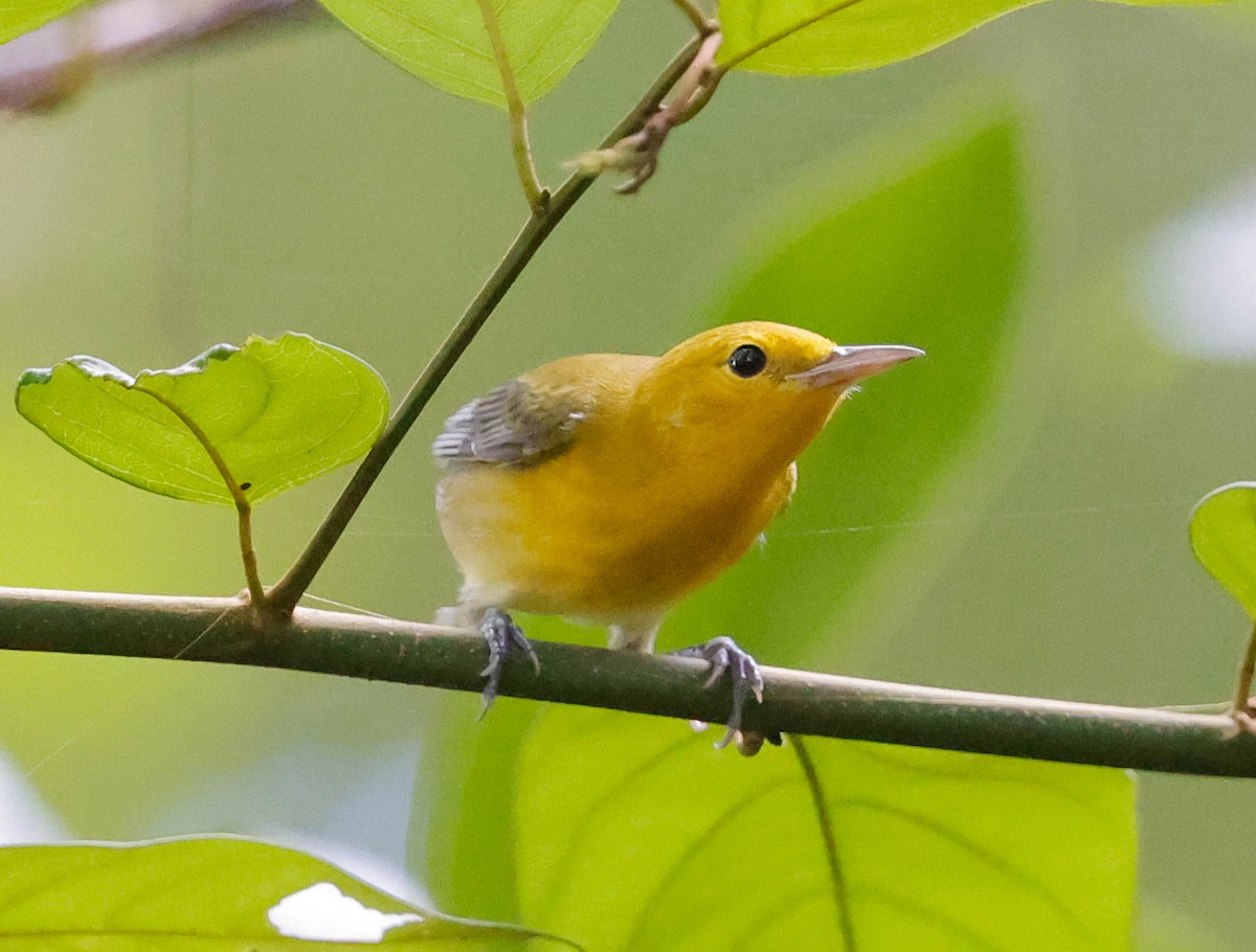 Prothonotary Warbler - ML642606763