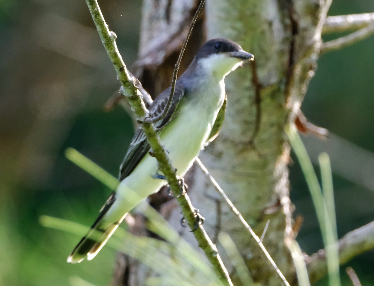 Eastern Kingbird - ML642606774