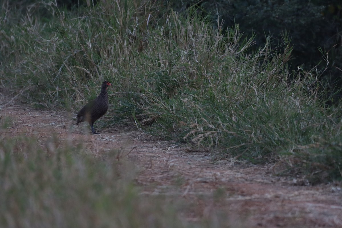 Swainson's Spurfowl - ML642606777