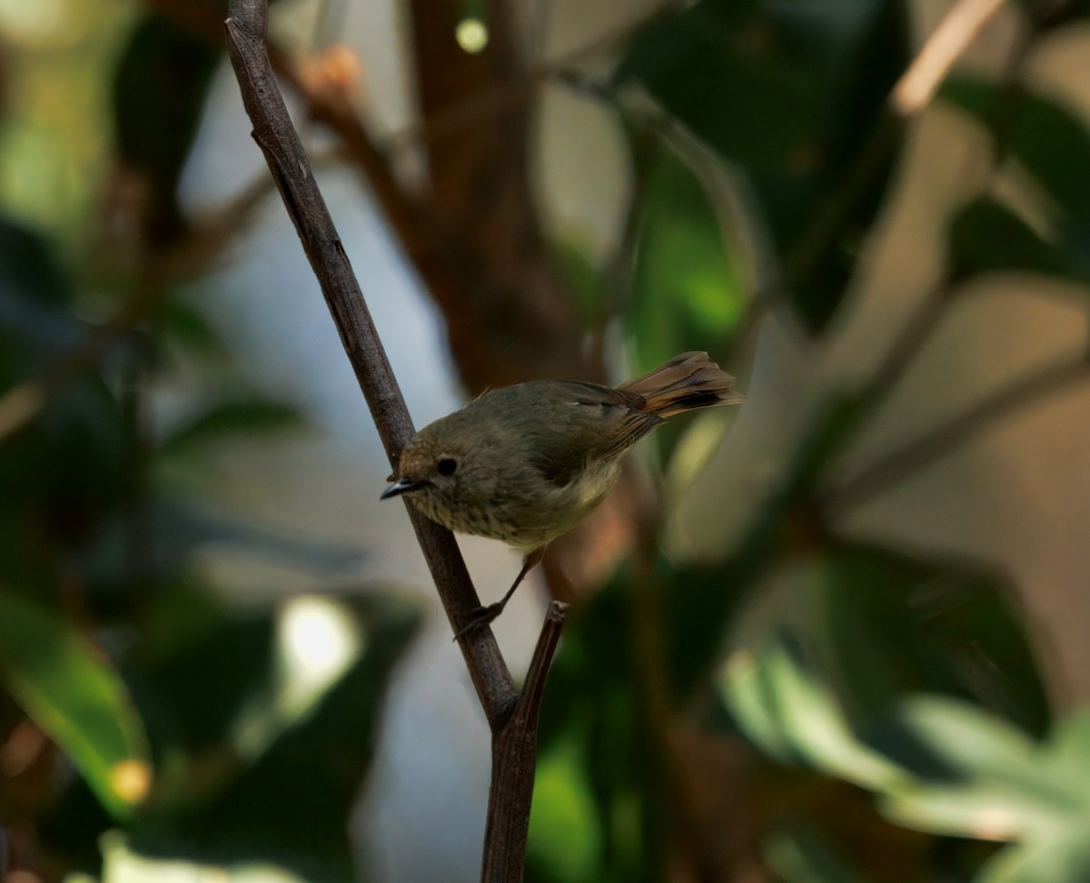 Brown Thornbill - ML642606780