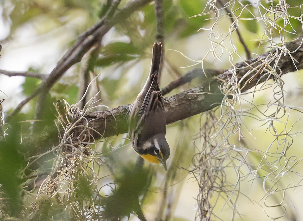 Yellow-throated Warbler - ML642606797