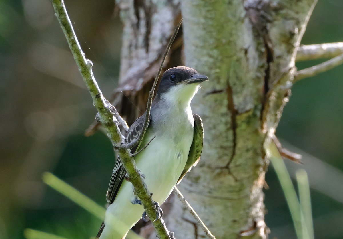 Eastern Kingbird - ML642606806