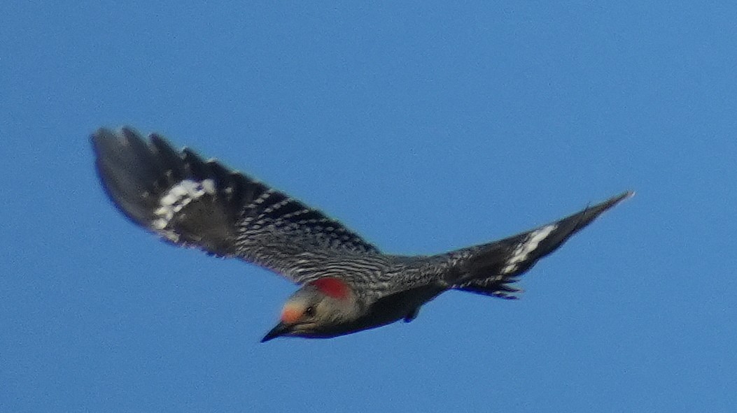 Red-bellied Woodpecker - ML642606813