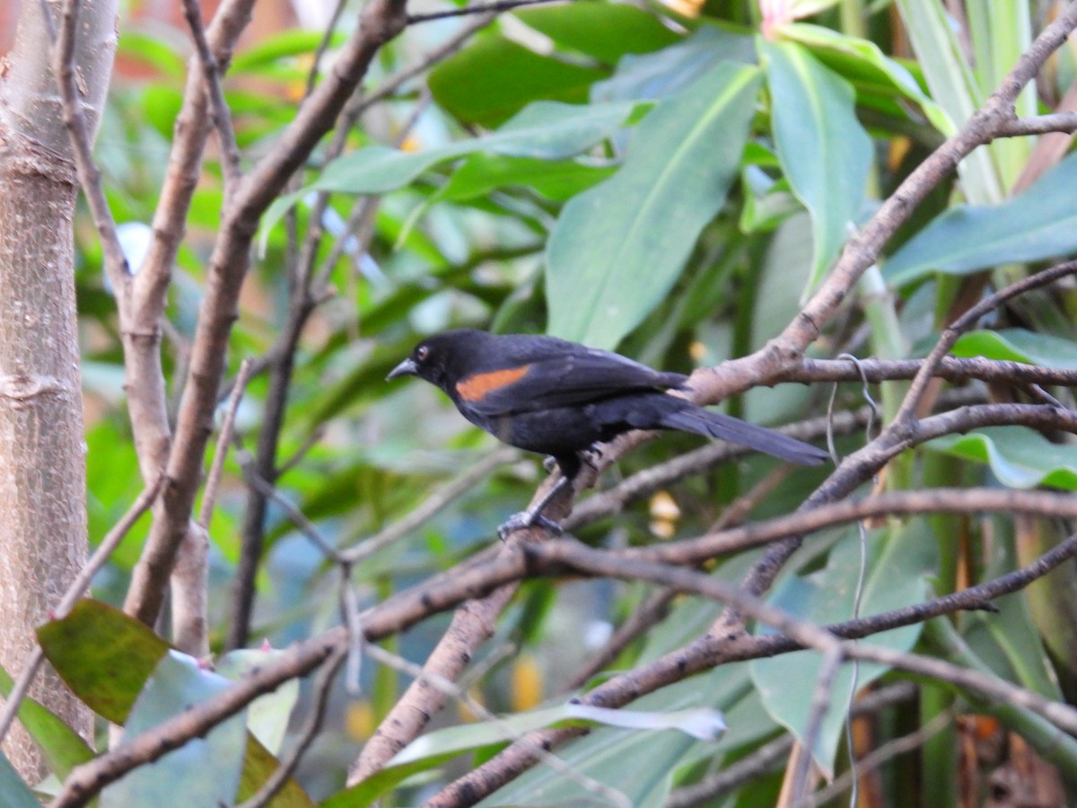 Variable Oriole - ML642606818