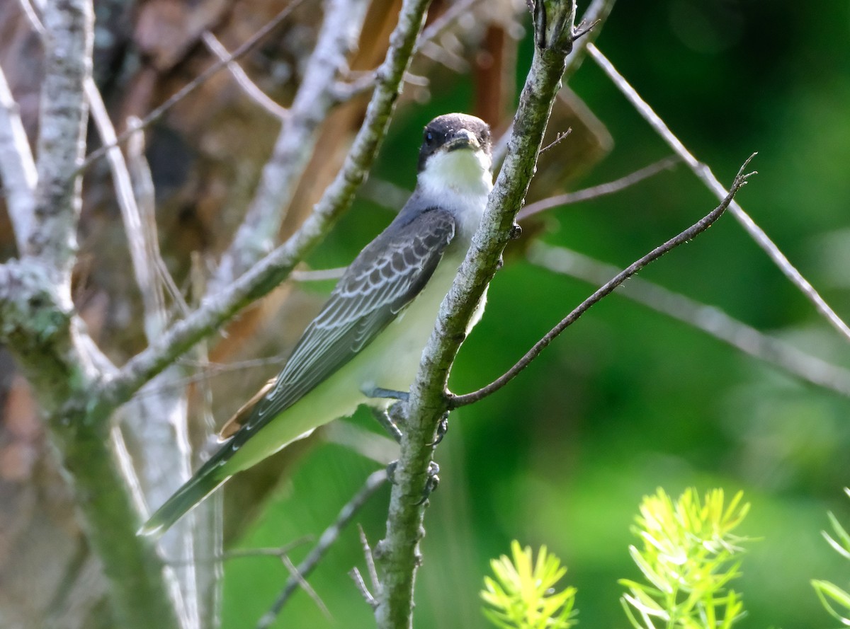 Eastern Kingbird - ML642606833