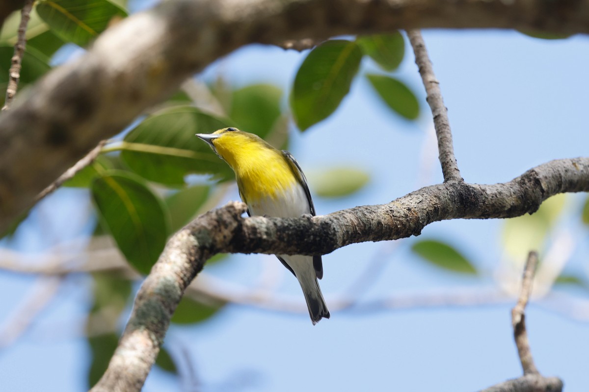 Yellow-throated Vireo - ML642606837