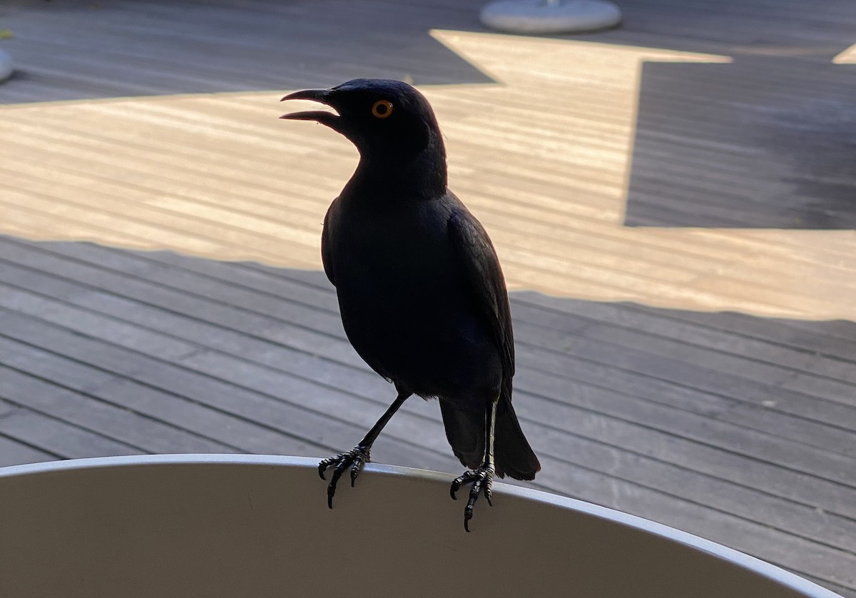 Greater Blue-eared Starling - ML642606846