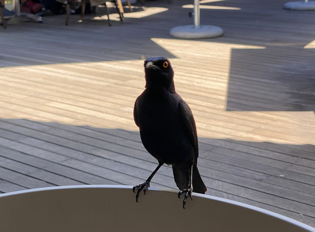 Greater Blue-eared Starling - ML642606847