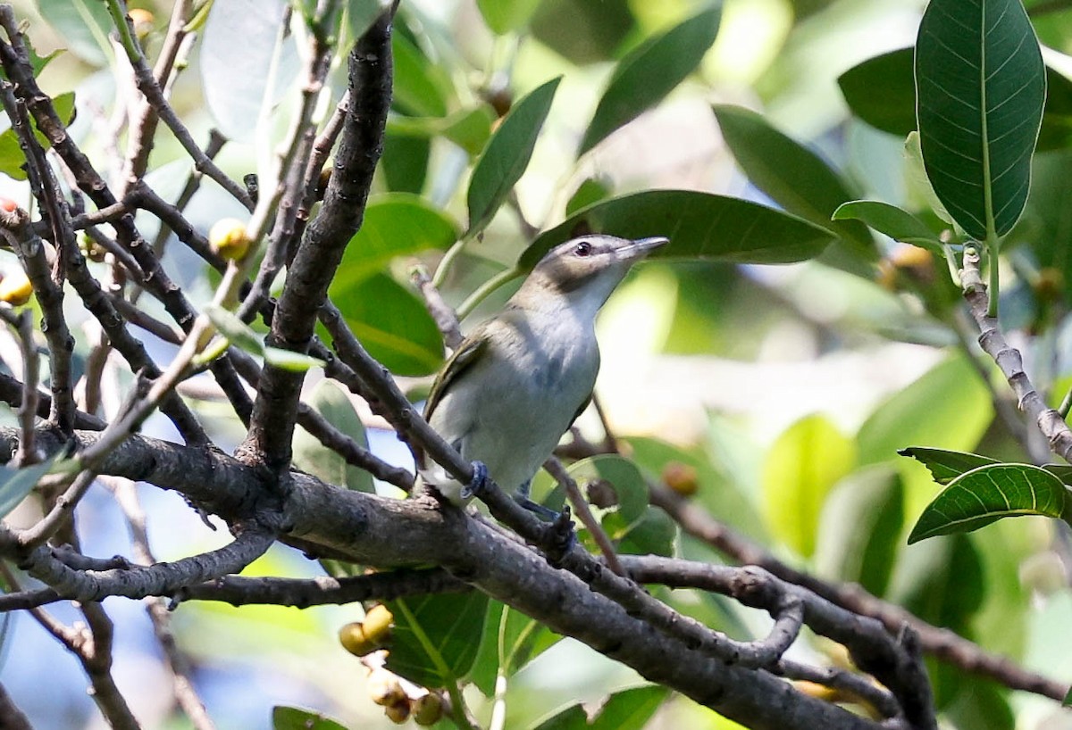 Red-eyed Vireo - ML642606861