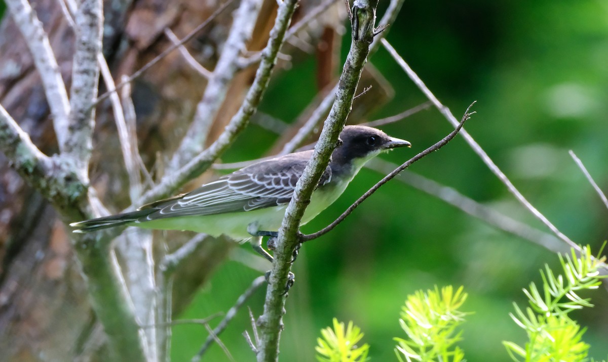 Eastern Kingbird - ML642606870