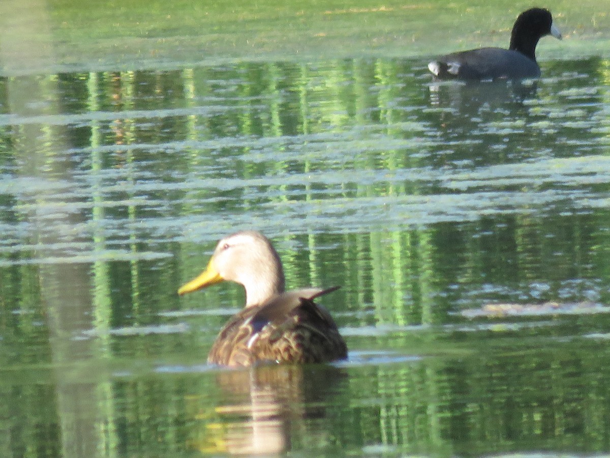 Mexican Duck - ML642606877
