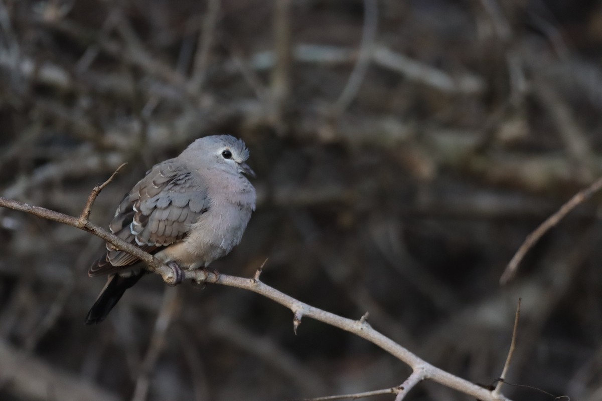 Emerald-spotted Wood-Dove - ML642606893