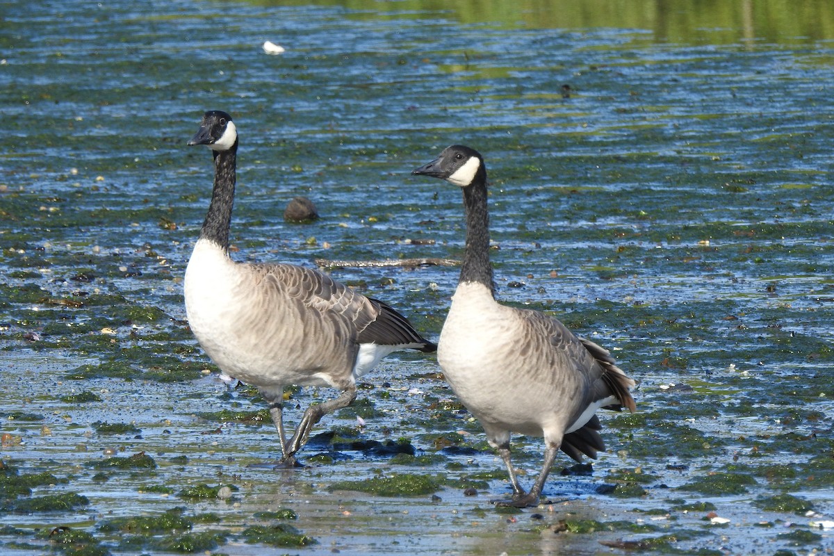 Branta kanadar handia - ML642606920