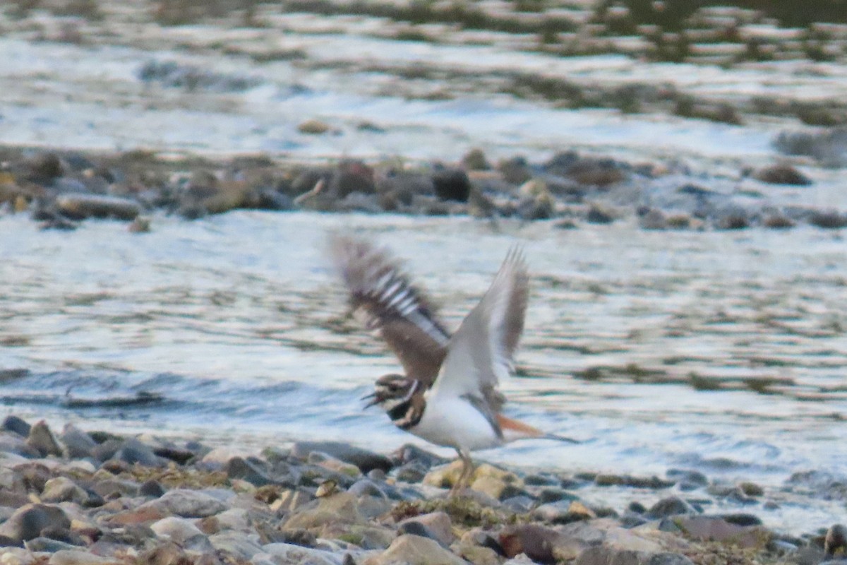Killdeer - ML642606922
