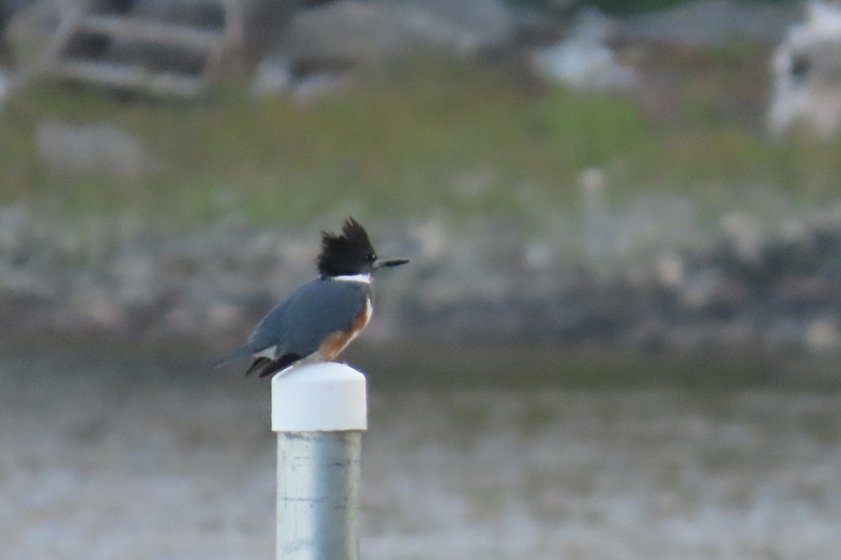 Belted Kingfisher - ML642606976
