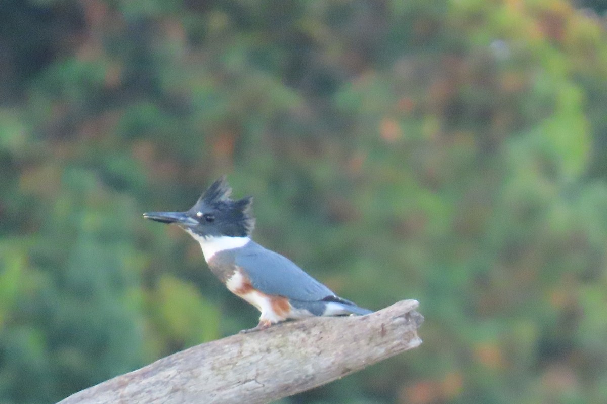 Belted Kingfisher - ML642606985