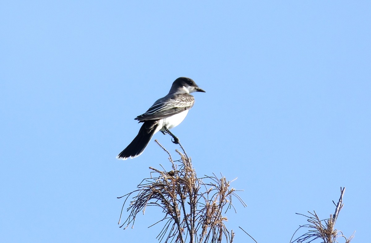 Eastern Kingbird - ML642606991