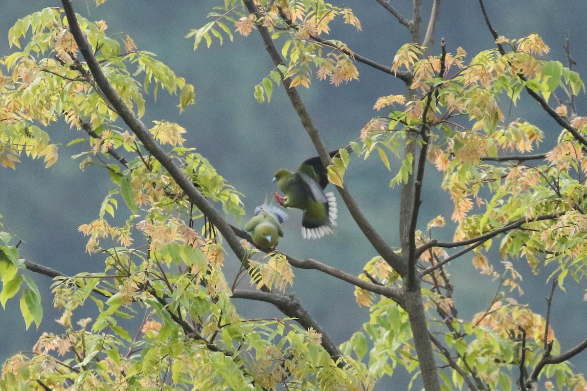 Pin-tailed Green-Pigeon - ML642607000