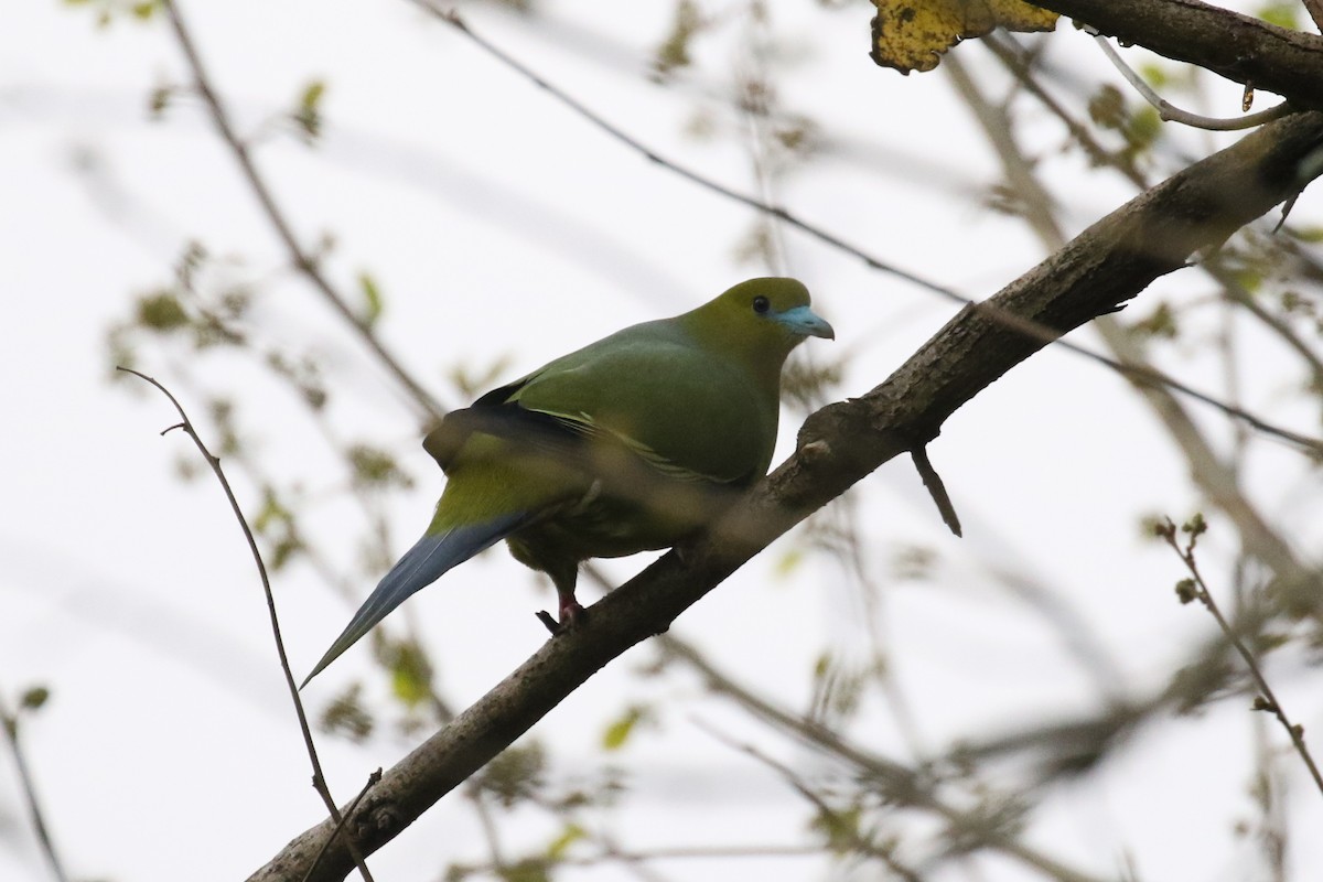 Pin-tailed Green-Pigeon - ML642607004