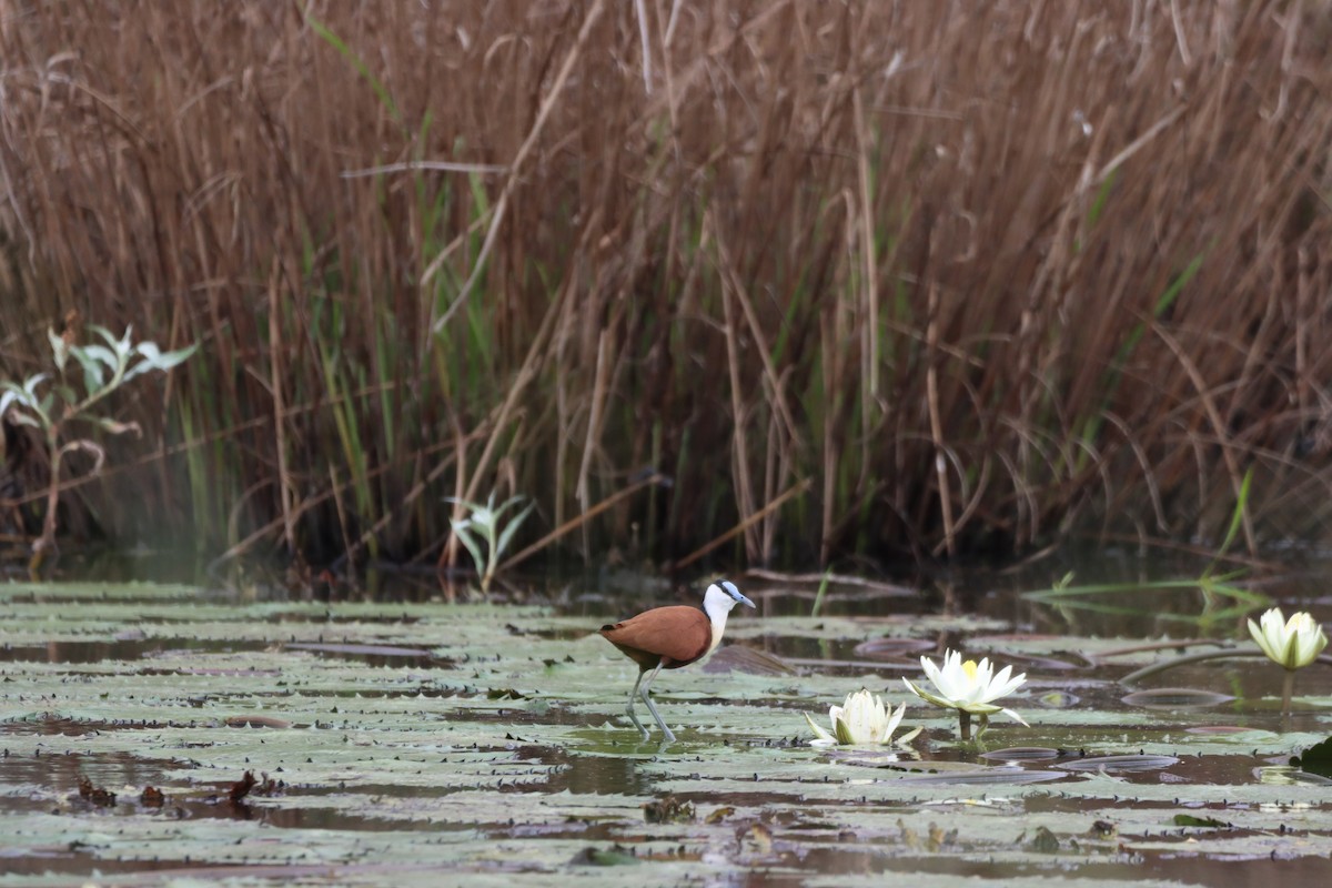 African Jacana - ML642607006
