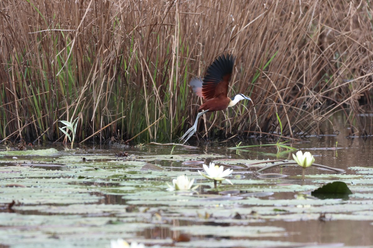 African Jacana - ML642607007