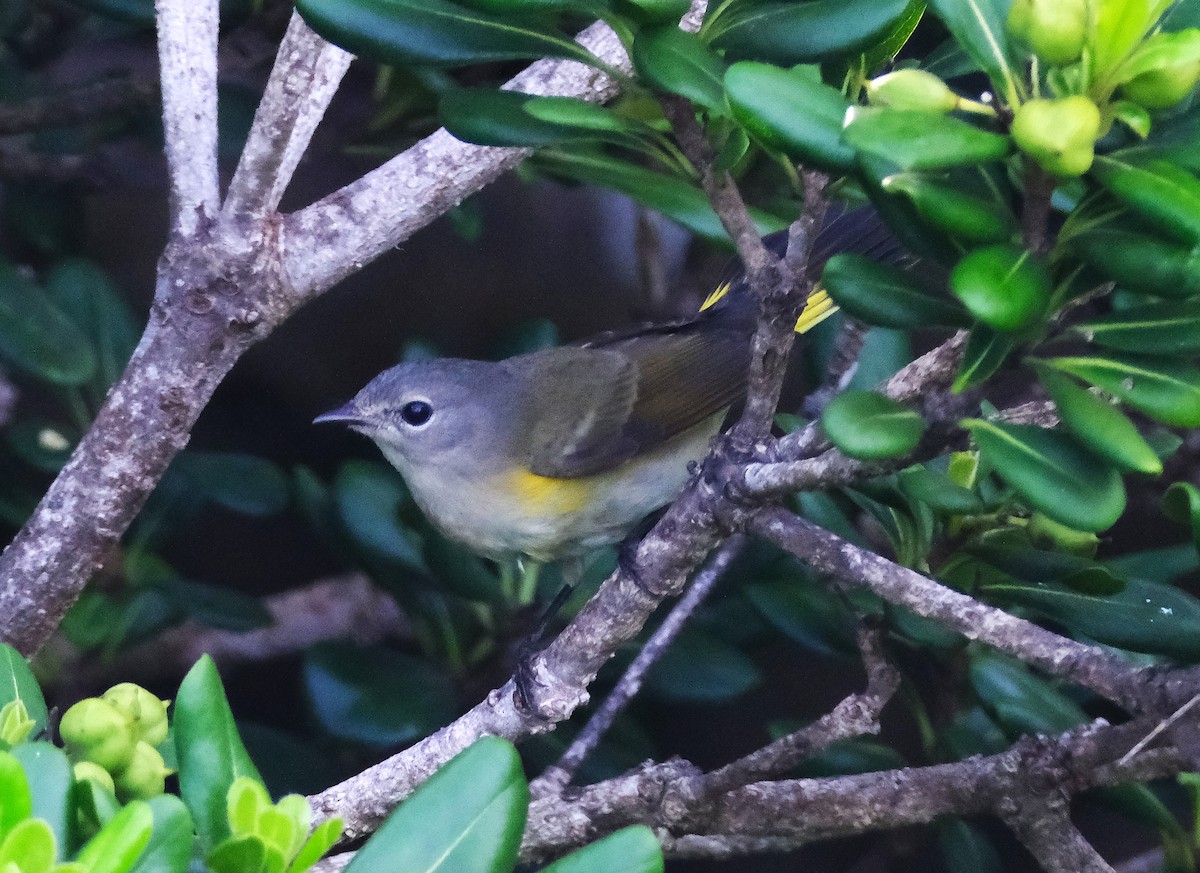 American Redstart - ML642607010