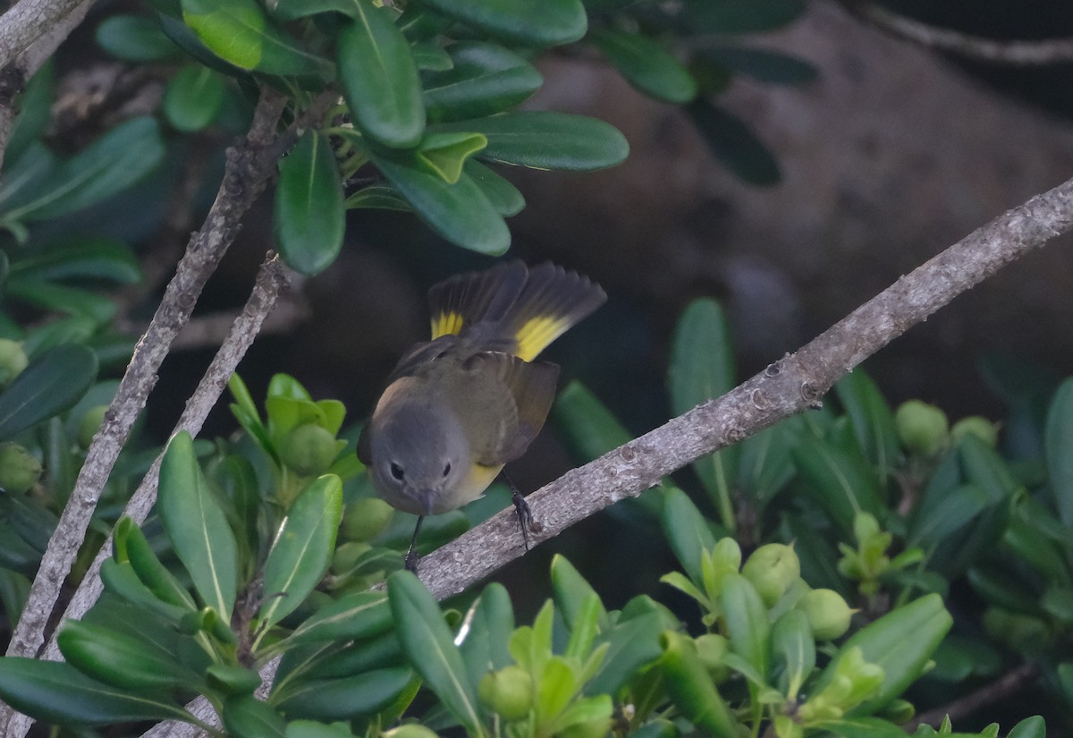 American Redstart - ML642607020