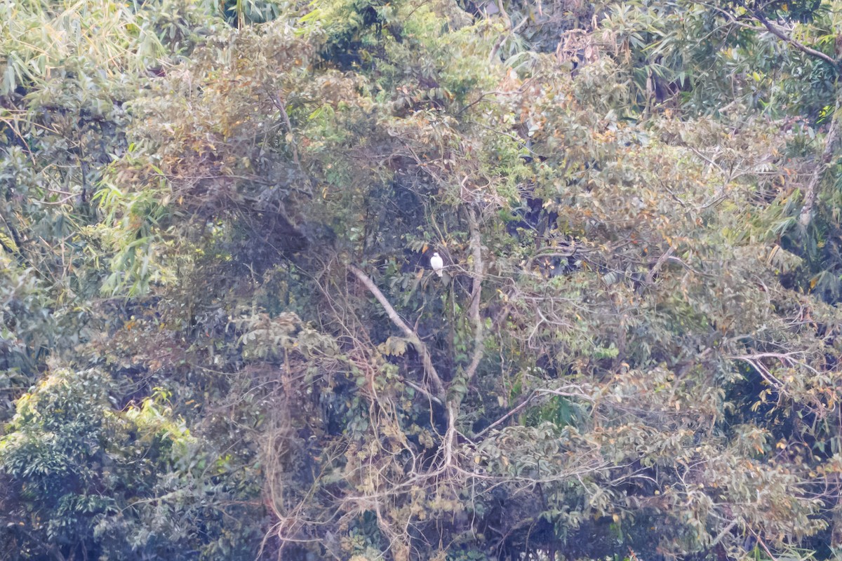 Bare-throated Bellbird - ML642607031