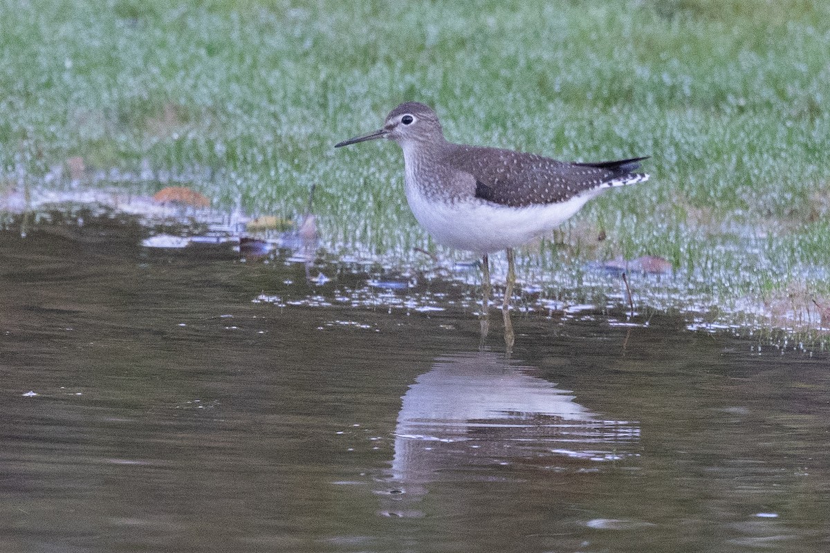 Solitary Sandpiper - ML642607045