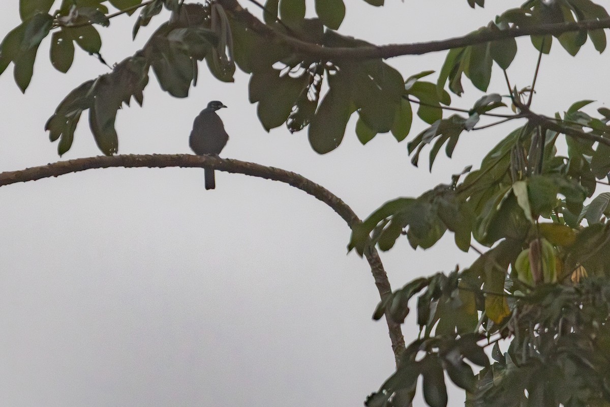 Bare-necked Fruitcrow - ML642607062
