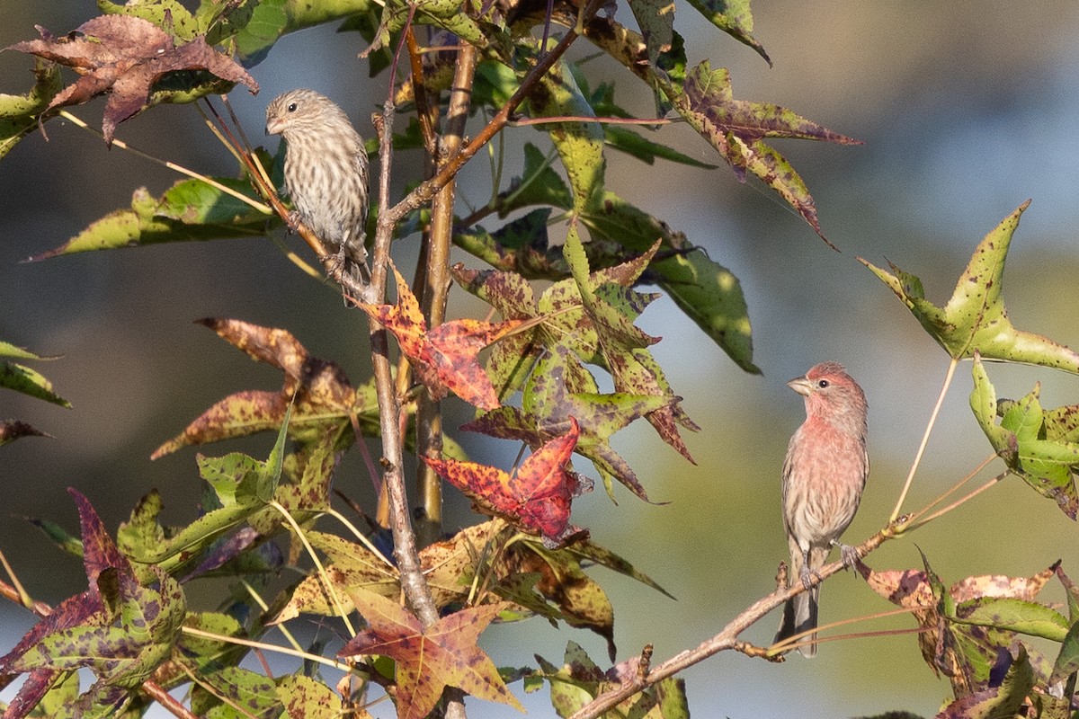 House Finch - ML642607080