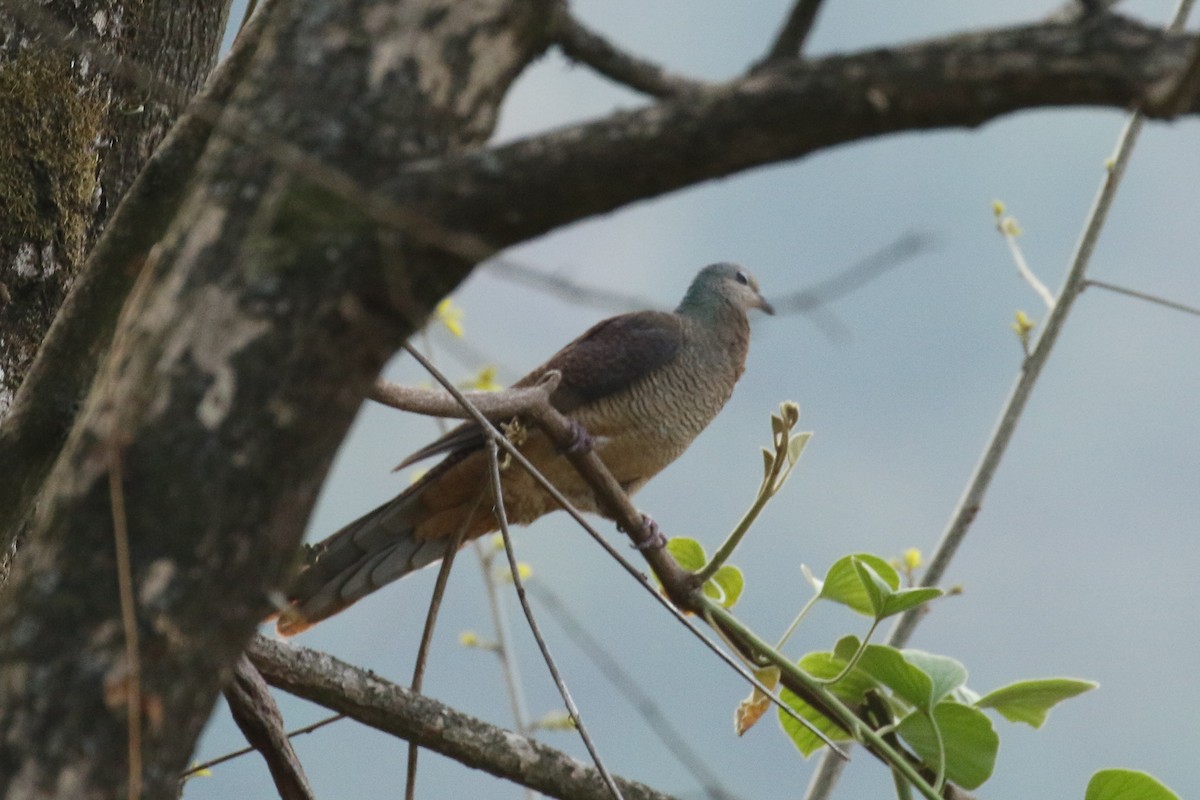 Barred Cuckoo-Dove - ML642607084