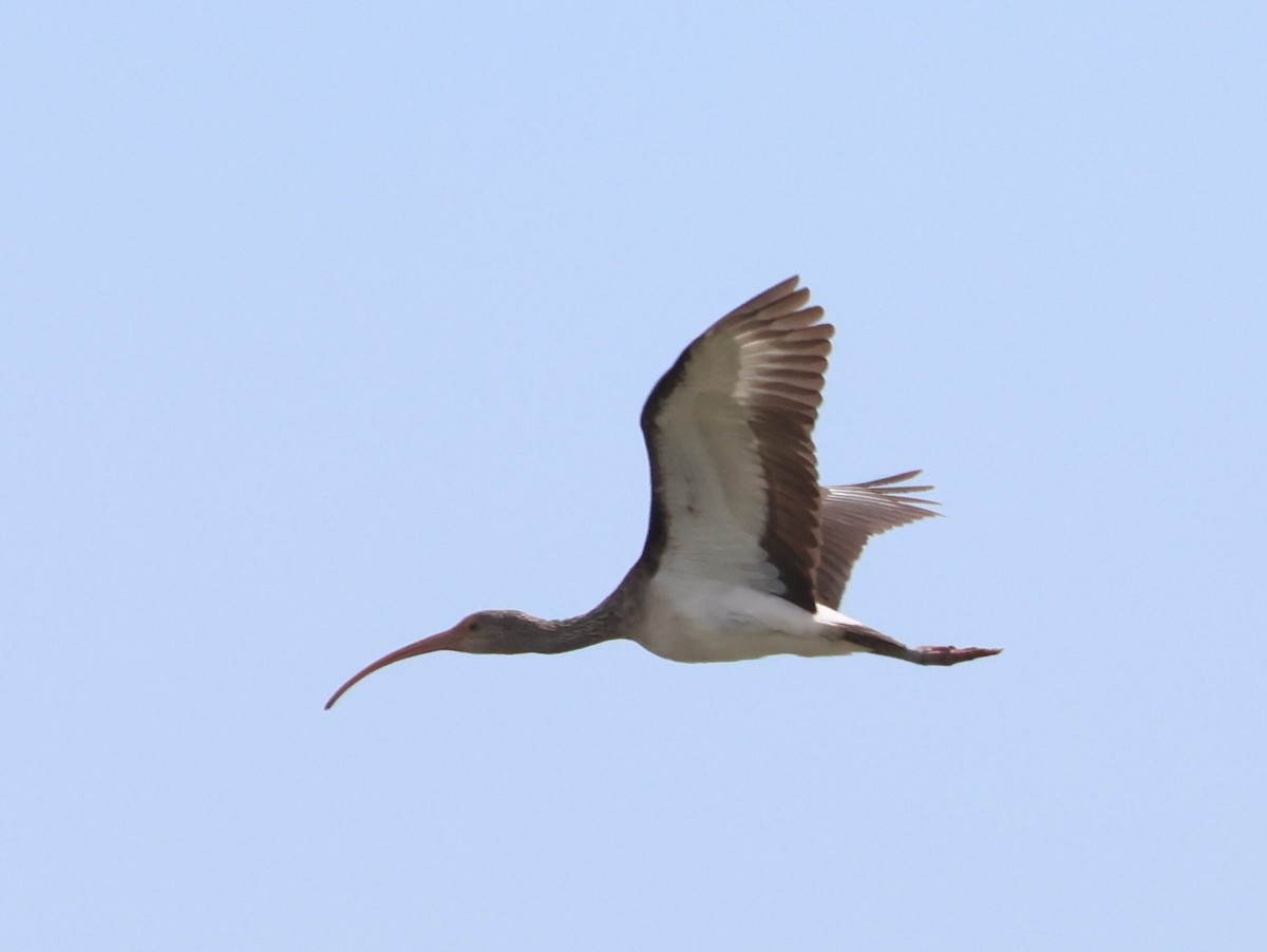 White Ibis - ML642607094