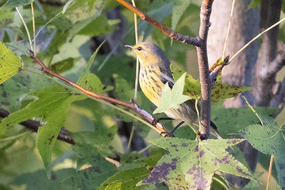 Cape May Warbler - ML642607099