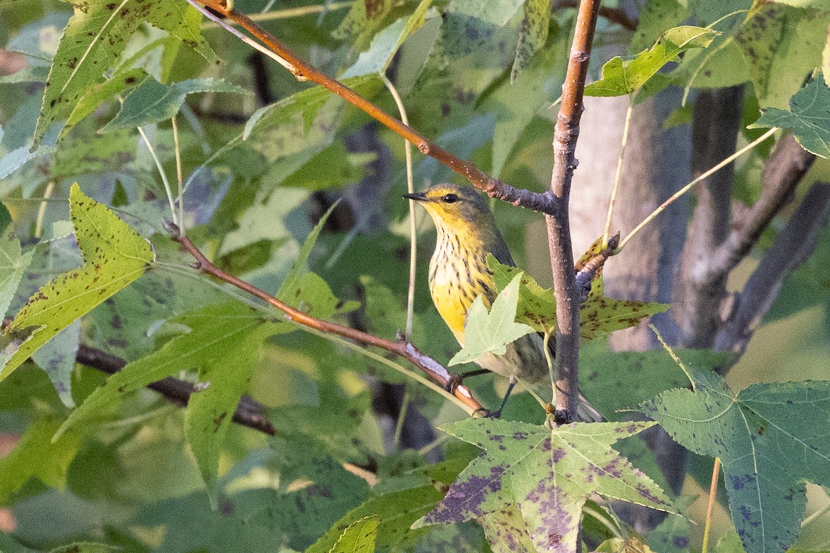Cape May Warbler - ML642607101