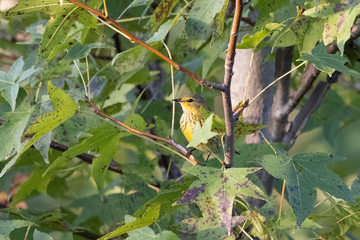 Cape May Warbler - ML642607103
