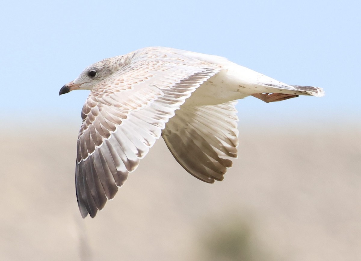 Ring-billed Gull - ML642607118