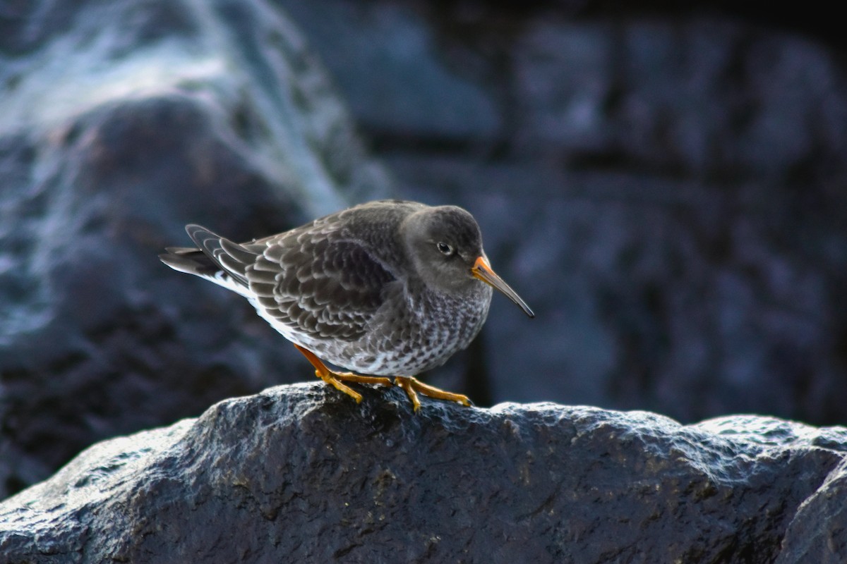 Purple Sandpiper - ML642607119