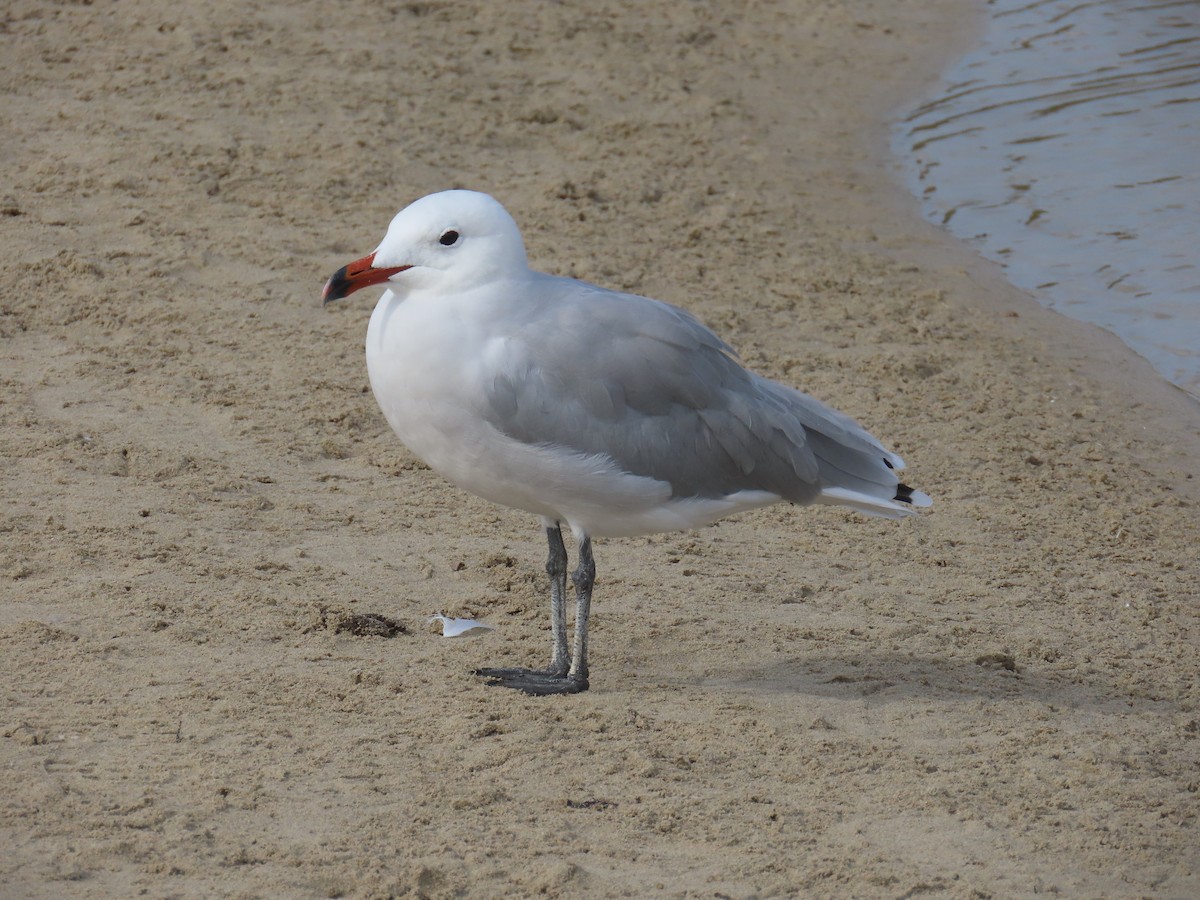 Audouin's Gull - ML642607134