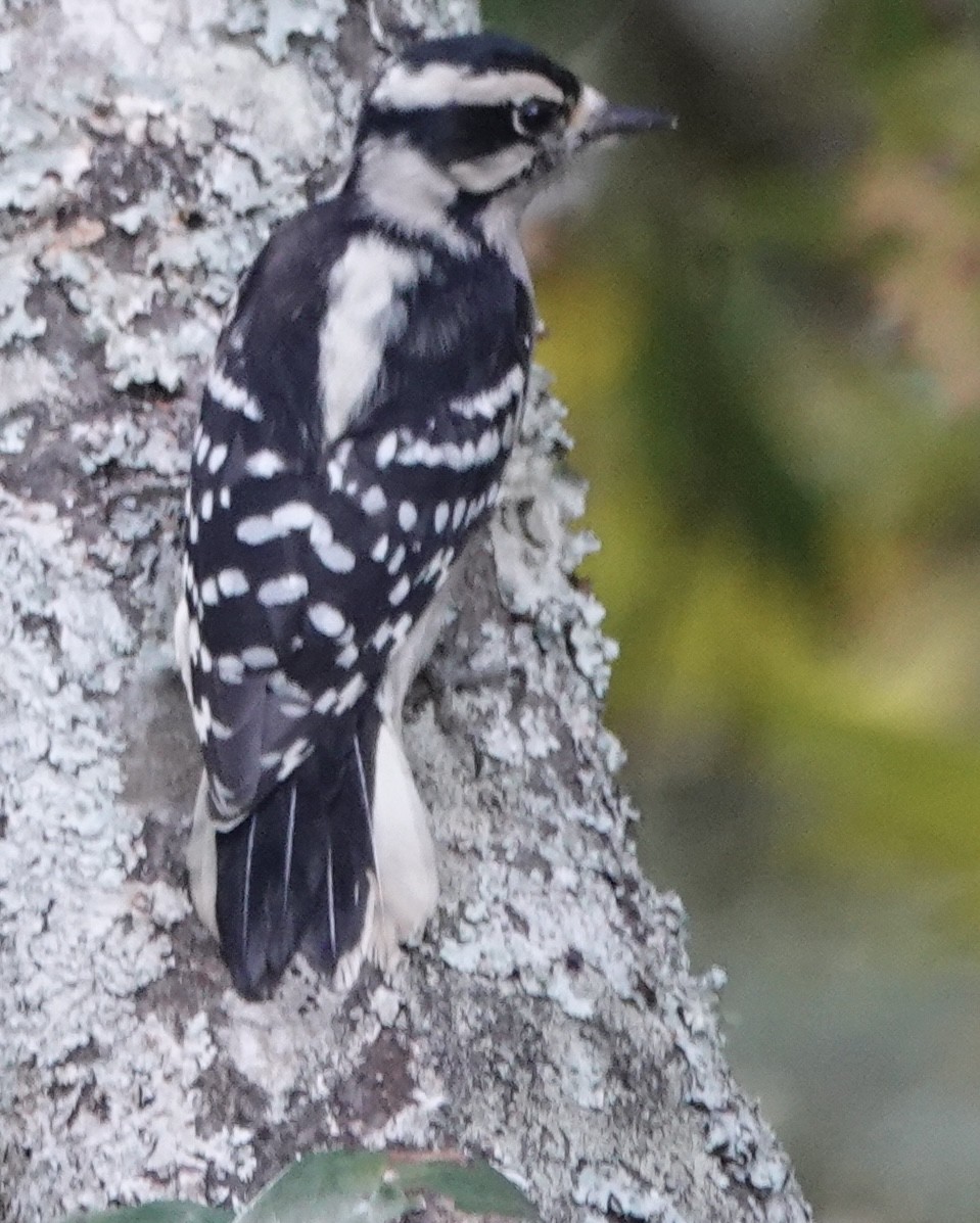 Downy Woodpecker - ML642607186