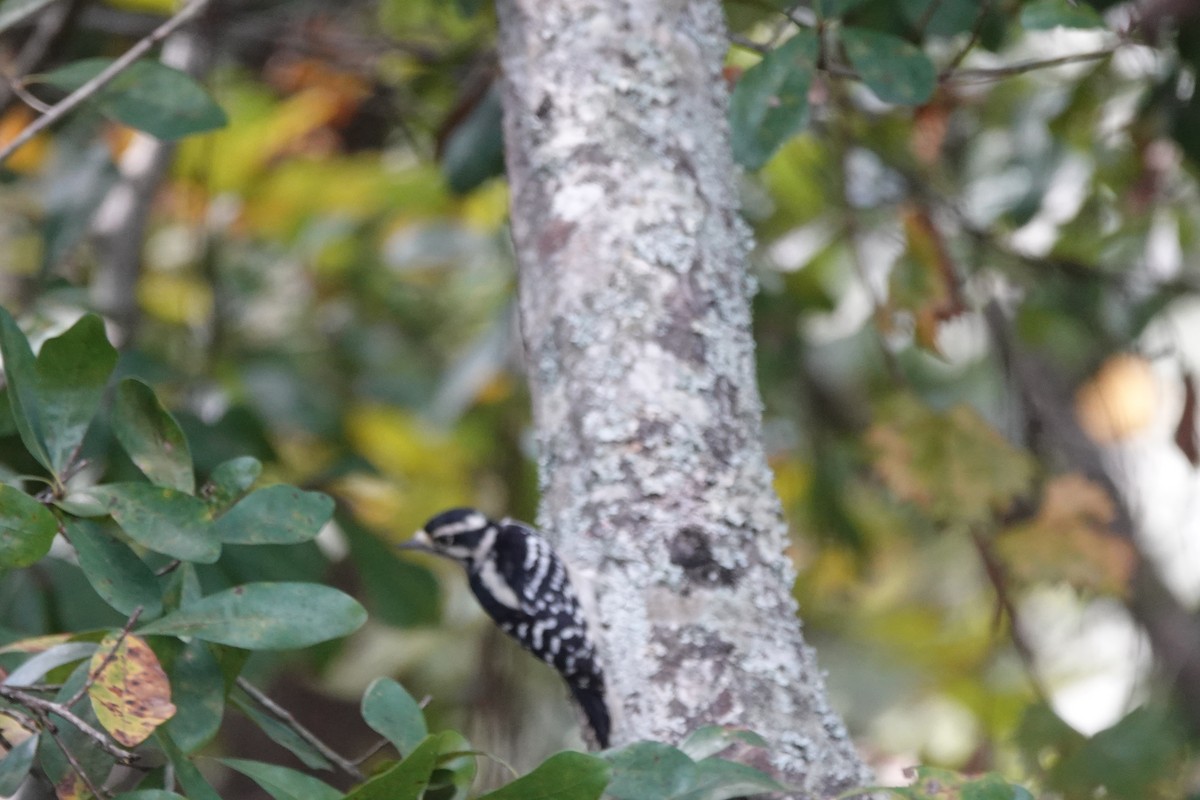 Downy Woodpecker - ML642607187