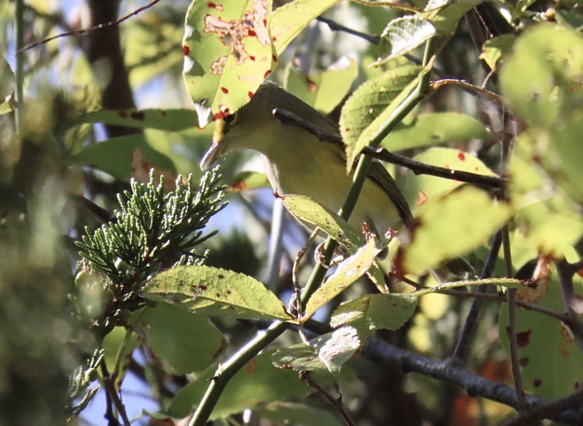 White-eyed Vireo - ML642607190