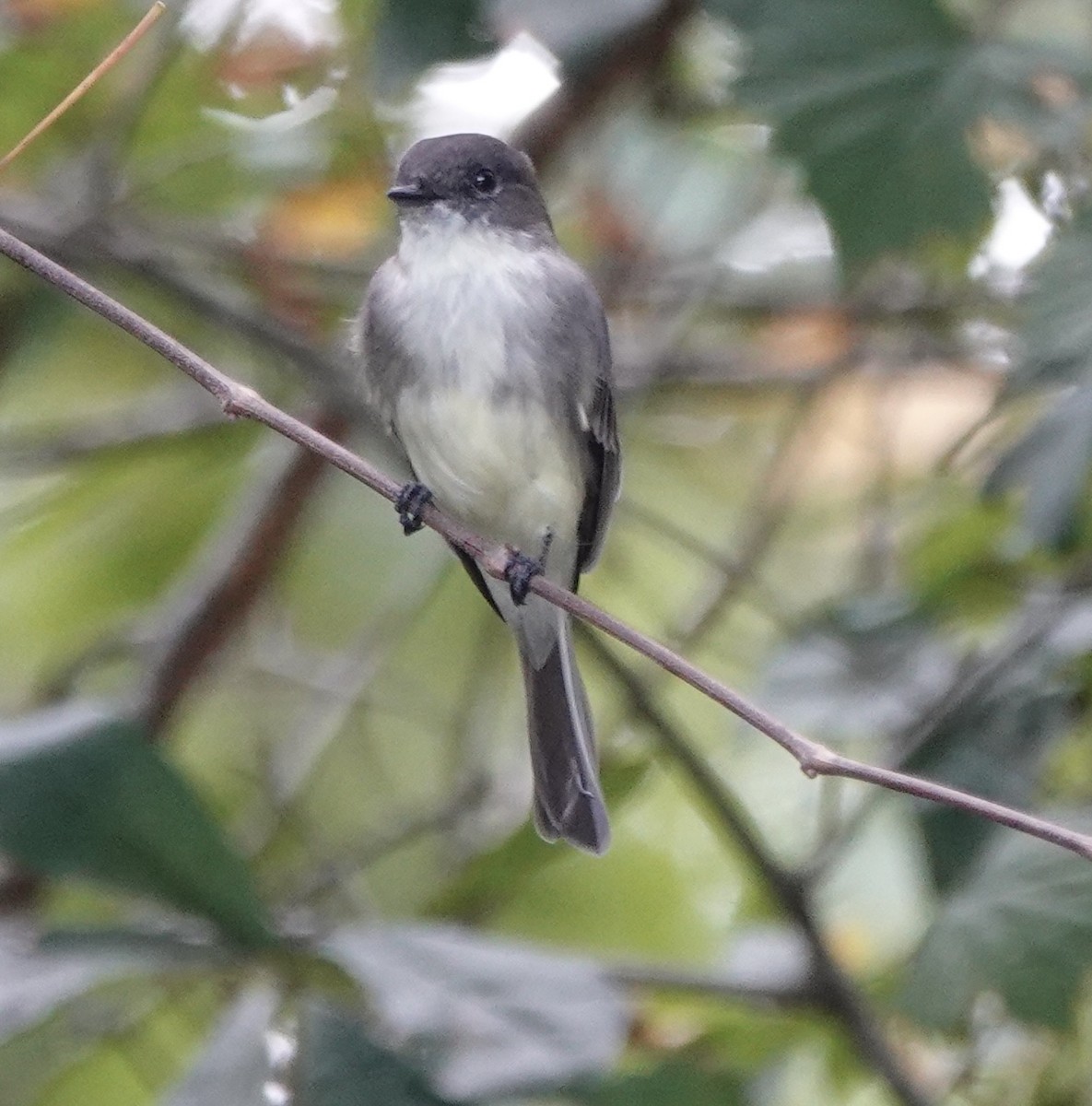 Eastern Phoebe - ML642607198