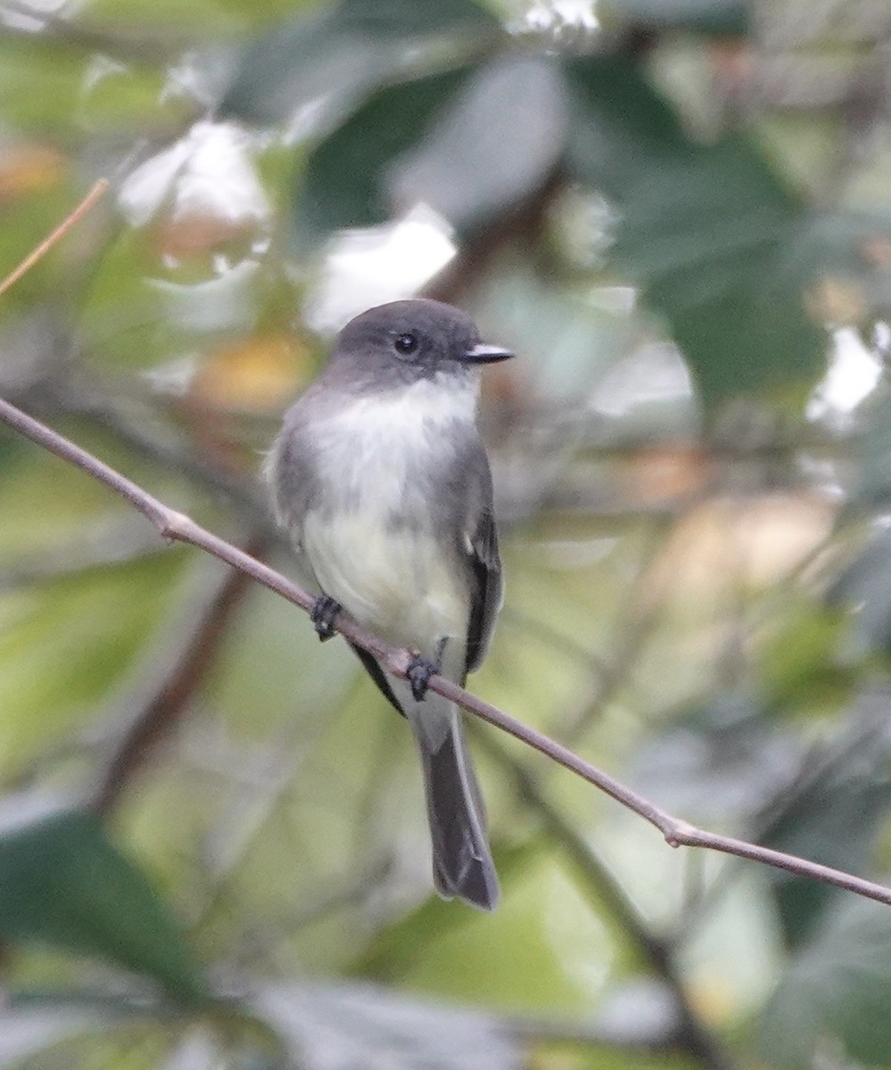 Eastern Phoebe - ML642607199