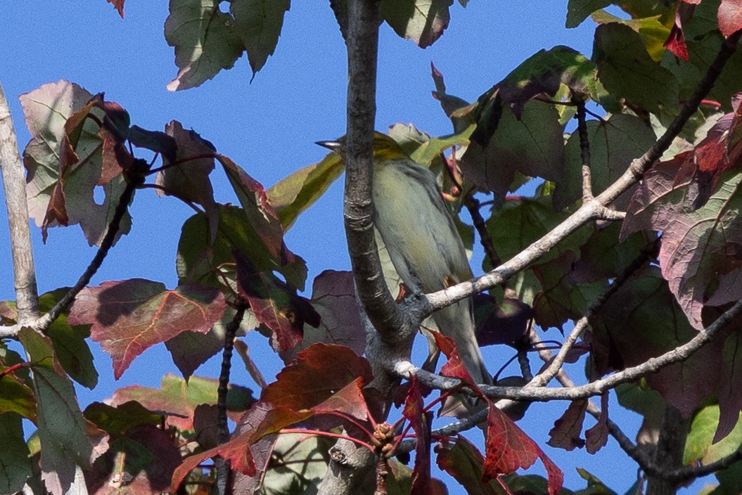 Blackburnian Warbler - ML642607218